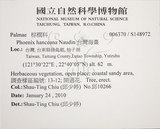 中文名:臺灣海棗(S148972)學名:Phoenix hanceana Naudin(S148972)中文別名:台灣海棗英文名:Formosan date Palm