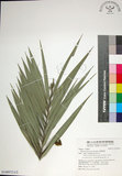 中文名:臺灣海棗(S148972)學名:Phoenix hanceana Naudin(S148972)中文別名:台灣海棗英文名:Formosan date Palm