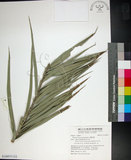 中文名:臺灣海棗(S148973)學名:Phoenix hanceana Naudin(S148973)中文別名:台灣海棗英文名:Formosan date Palm