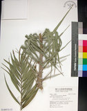 中文名:臺灣海棗(S148973)學名:Phoenix hanceana Naudin(S148973)中文別名:台灣海棗英文名:Formosan date Palm