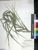 中文名:臺灣海棗(S148975)學名:Phoenix hanceana Naudin(S148975)中文別名:台灣海棗英文名:Formosan date Palm
