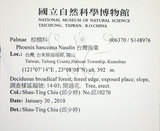 中文名:臺灣海棗(S148976)學名:Phoenix hanceana Naudin(S148976)中文別名:台灣海棗英文名:Formosan date Palm