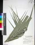 中文名:臺灣海棗(S148976)學名:Phoenix hanceana Naudin(S148976)中文別名:台灣海棗英文名:Formosan date Palm