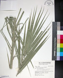 中文名:臺灣海棗(S148976)學名:Phoenix hanceana Naudin(S148976)中文別名:台灣海棗英文名:Formosan date Palm