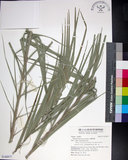 中文名:臺灣海棗(S148977)學名:Phoenix hanceana Naudin(S148977)中文別名:台灣海棗英文名:Formosan date Palm