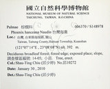 中文名:臺灣海棗(S148978)學名:Phoenix hanceana Naudin(S148978)中文別名:台灣海棗英文名:Formosan date Palm