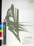 中文名:臺灣海棗(S148979)學名:Phoenix hanceana Naudin(S148979)中文別名:台灣海棗英文名:Formosan date Palm