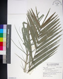 中文名:臺灣海棗(S148980)學名:Phoenix hanceana Naudin(S148980)中文別名:台灣海棗英文名:Formosan date Palm