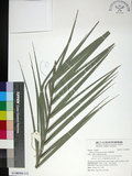 中文名:臺灣海棗(S148980)學名:Phoenix hanceana Naudin(S148980)中文別名:台灣海棗英文名:Formosan date Palm