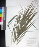 中文名:臺灣海棗(S148981)學名:Phoenix hanceana Naudin(S148981)中文別名:台灣海棗英文名:Formosan date Palm