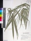 中文名:臺灣海棗(S148982)學名:Phoenix hanceana Naudin(S148982)中文別名:台灣海棗英文名:Formosan date Palm
