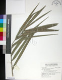 中文名:臺灣海棗(S148983)學名:Phoenix hanceana Naudin(S148983)中文別名:台灣海棗英文名:Formosan date Palm
