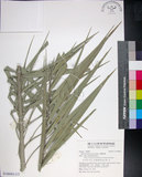 中文名:臺灣海棗(S148983)學名:Phoenix hanceana Naudin(S148983)中文別名:台灣海棗英文名:Formosan date Palm