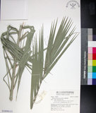 中文名:臺灣海棗(S148984)學名:Phoenix hanceana Naudin(S148984)中文別名:台灣海棗英文名:Formosan date Palm