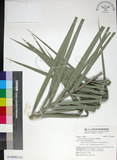 中文名:臺灣海棗(S148985)學名:Phoenix hanceana Naudin(S148985)中文別名:台灣海棗英文名:Formosan date Palm