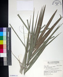 中文名:臺灣海棗(S148985)學名:Phoenix hanceana Naudin(S148985)中文別名:台灣海棗英文名:Formosan date Palm