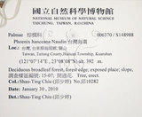 中文名:臺灣海棗(S148988)學名:Phoenix hanceana Naudin(S148988)中文別名:台灣海棗英文名:Formosan date Palm