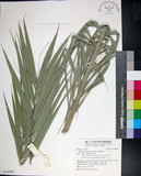 中文名:臺灣海棗(S148989)學名:Phoenix hanceana Naudin(S148989)中文別名:台灣海棗英文名:Formosan date Palm