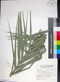 中文名:臺灣海棗(S148991)學名:Phoenix hanceana Naudin(S148991)中文別名:台灣海棗英文名:Formosan date Palm
