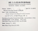 中文名:臺灣海棗(S148992)學名:Phoenix hanceana Naudin(S148992)中文別名:台灣海棗英文名:Formosan date Palm