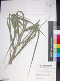 中文名:臺灣海棗(S148992)學名:Phoenix hanceana Naudin(S148992)中文別名:台灣海棗英文名:Formosan date Palm