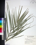 中文名:臺灣海棗(S148993)學名:Phoenix hanceana Naudin(S148993)中文別名:台灣海棗英文名:Formosan date Palm