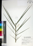 中文名:臺灣海棗(S148993)學名:Phoenix hanceana Naudin(S148993)中文別名:台灣海棗英文名:Formosan date Palm