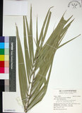 中文名:臺灣海棗(S148994)學名:Phoenix hanceana Naudin(S148994)中文別名:台灣海棗英文名:Formosan date Palm
