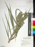 中文名:臺灣海棗(S148994)學名:Phoenix hanceana Naudin(S148994)中文別名:台灣海棗英文名:Formosan date Palm