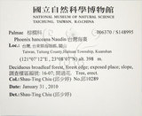 中文名:臺灣海棗(S148995)學名:Phoenix hanceana Naudin(S148995)中文別名:台灣海棗英文名:Formosan date Palm