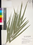 中文名:臺灣海棗(S148995)學名:Phoenix hanceana Naudin(S148995)中文別名:台灣海棗英文名:Formosan date Palm