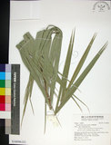 中文名:臺灣海棗(S148996)學名:Phoenix hanceana Naudin(S148996)中文別名:台灣海棗英文名:Formosan date Palm