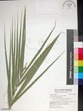 中文名:臺灣海棗(S148996)學名:Phoenix hanceana Naudin(S148996)中文別名:台灣海棗英文名:Formosan date Palm