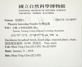 中文名:臺灣海棗(S148997)學名:Phoenix hanceana Naudin(S148997)中文別名:台灣海棗英文名:Formosan date Palm