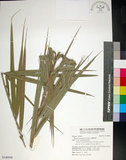 中文名:臺灣海棗(S148998)學名:Phoenix hanceana Naudin(S148998)中文別名:台灣海棗英文名:Formosan date Palm