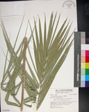 中文名:臺灣海棗(S148999)學名:Phoenix hanceana Naudin(S148999)中文別名:台灣海棗英文名:Formosan date Palm