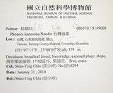 中文名:臺灣海棗(S149000)學名:Phoenix hanceana Naudin(S149000)中文別名:台灣海棗英文名:Formosan date Palm