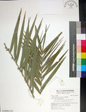 中文名:臺灣海棗(S149001)學名:Phoenix hanceana Naudin(S149001)中文別名:台灣海棗英文名:Formosan date Palm