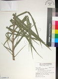 中文名:臺灣海棗(S149001)學名:Phoenix hanceana Naudin(S149001)中文別名:台灣海棗英文名:Formosan date Palm