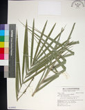 中文名:臺灣海棗(S149002)學名:Phoenix hanceana Naudin(S149002)中文別名:台灣海棗英文名:Formosan date Palm