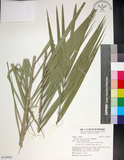 中文名:臺灣海棗(S149003)學名:Phoenix hanceana Naudin(S149003)中文別名:台灣海棗英文名:Formosan date Palm