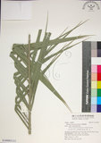 中文名:臺灣海棗(S149005)學名:Phoenix hanceana Naudin(S149005)中文別名:台灣海棗英文名:Formosan date Palm