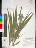 中文名:臺灣海棗(S149006)學名:Phoenix hanceana Naudin(S149006)中文別名:台灣海棗英文名:Formosan date Palm