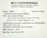 中文名:臺灣海棗(S149007)學名:Phoenix hanceana Naudin(S149007)中文別名:台灣海棗英文名:Formosan date Palm