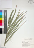 中文名:臺灣海棗(S149007)學名:Phoenix hanceana Naudin(S149007)中文別名:台灣海棗英文名:Formosan date Palm