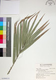 中文名:臺灣海棗(S149008)學名:Phoenix hanceana Naudin(S149008)中文別名:台灣海棗英文名:Formosan date Palm
