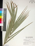 中文名:臺灣海棗(S149009)學名:Phoenix hanceana Naudin(S149009)中文別名:台灣海棗英文名:Formosan date Palm