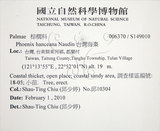 中文名:臺灣海棗(S149010)學名:Phoenix hanceana Naudin(S149010)中文別名:台灣海棗英文名:Formosan date Palm