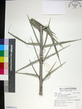 中文名:臺灣海棗(S149010)學名:Phoenix hanceana Naudin(S149010)中文別名:台灣海棗英文名:Formosan date Palm