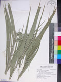 中文名:臺灣海棗(S149013)學名:Phoenix hanceana Naudin(S149013)中文別名:台灣海棗英文名:Formosan date Palm